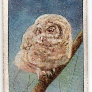 YOUNG TAWNY OWL 1925 Wills Life in Tree Tops #40 Cigarette Card