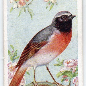 Cartão de cigarro REDSTART 1939 Carreras Birds of the Country #31