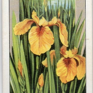 YELLOW IRIS 1939 Gallaher Wild Flowers #46 Cigarette Card