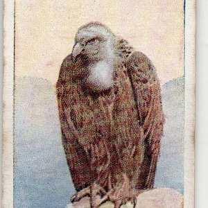 GRIFFON VULTURE 1924 Jogador História Natural #46 Cartão de Cigarro