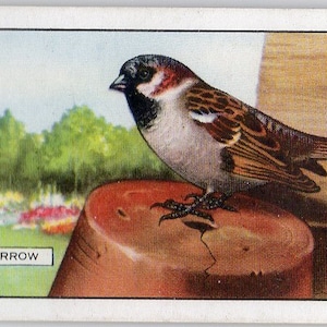 Cartão de cigarro SPARROW 1937 Gallaher British Birds #28