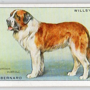 ST BERNARD 1937 Wills Dogs #27 Cigarette Card