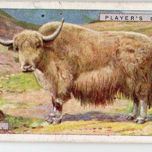 YAK 1924 Player Natural History #49 Cigarette Card