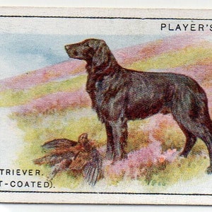 RETRIEVER 1925 Player Dogs #24 Cigarette Card