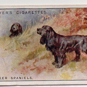 COCKER SPANIELS 1925 Player Dogs #35 Cigarette Card