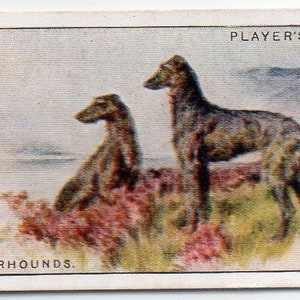 DEERHOUNDS 1925 Player Dogs #12 Cigarette Card