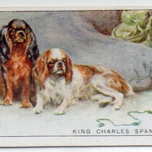 KING CHARLES SPANIELS 1925 Player Dogs #37 Cigarette Card