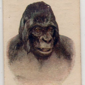 GORILLA 1931 Player Wild Animal Heads Transfère carte de cigarette