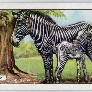 ZEBRA 1937 Gallaher Wild Animals #47 Cigarette Card