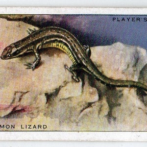 COMMON LIZARD 1939 Player Animals of the Countryside #40 Cigarette Card