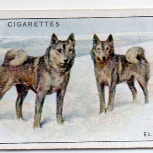 ELKHOUNDS 1925 Player Dogs #13 Cigarette Card