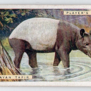 MALAYAN TAPIR 1924 Player Natural History #44 Cigarette Card