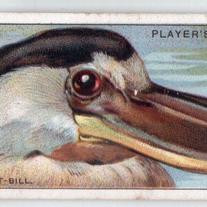 BOAT-BILL 1929 Player Curious Beaks #5 Cartão de Cigarro