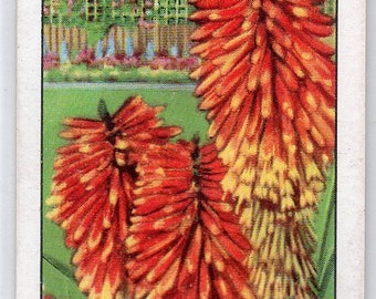 RED HOT POKERS 1938 Gallaher Garden Flowers #37 Cigarette Card