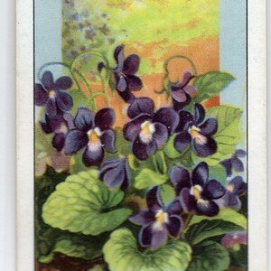 CANE VIOLET 1939 Gallaher Fiori selvatici #7 sigaretta