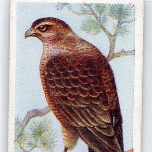 SPARROW HAWK 1939 Carreras Aves do Campo #38 Cartão de Cigarro