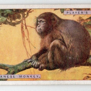 JAPANESE MONKEY 1924 Player Natural History #30 Cigarette Card