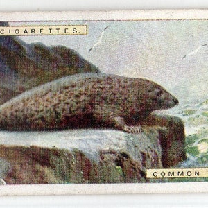COMMON SEAL 1924 Player Natural History #42 Cigarette Card