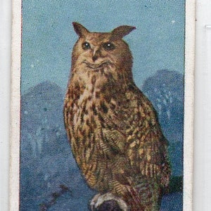 GREAT EAGLE OWL 1924 Jogador História Natural #33 Cartão de Cigarro