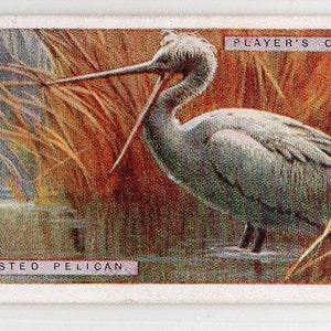 Cartão de cigarro CRESTED PELICAN 1924 Player Natural History #35
