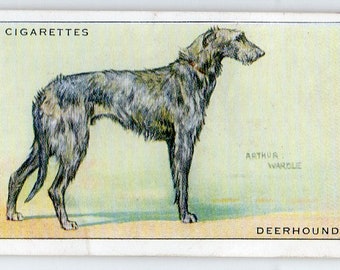 DEERHOUND 1937 Wills Dogs #14 Cigarette Card