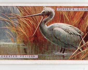 CRESTED PELICAN 1924 Player Natural History #35 Cigarette Card