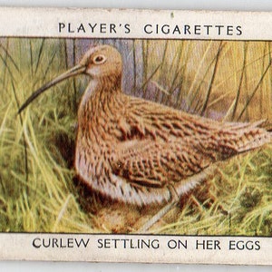 Cartão de cigarro CURLEW 1932 Player Wild Birds #8