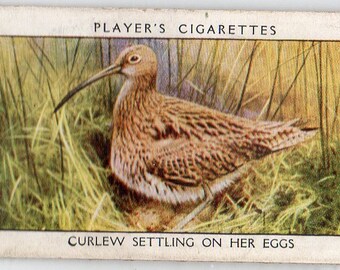 CURLEW 1932 Player Wild Birds #8 Cigarette Card