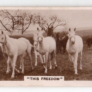 Puede incluir: Imagen en tonos sepia de varios caballos blancos en un campo, algunos con bridas. Los caballos son el punto focal, con algunos caballos más oscuros pastando en el fondo. El texto "THIS FREEDOM" está en la parte inferior.