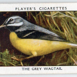 Cartão de cigarro GREY WAGTAIL 1932 Player Wild Birds #42