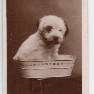 Puede incluir: Una fotografía en blanco y negro de un perro pequeño y blanco sentado en una bañera blanca. La bañera tiene un patrón decorativo alrededor de la parte superior. La fotografía está titulada "K.C.B."