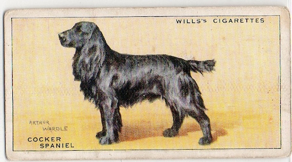 COCKER SPANIEL 1937 Wills Dogs #33 Cigarette Card