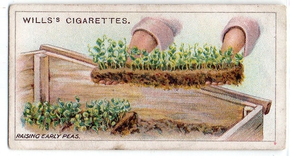 Raising Early Peas 1923 Wills Gardening Hints #21 Cigarette Card