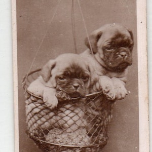 Puede incluir: Dos cachorros de carlino marrones y blancos se balancean en una cesta de mimbre. La cesta está colgada de una cuerda con un nudo en la parte superior. La imagen está en blanco y negro y tiene el texto "Swing High, Swing Low" en la parte inferior.