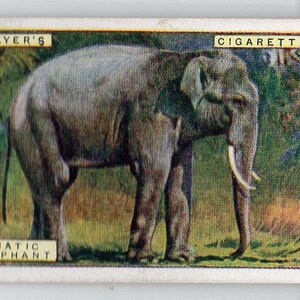 ASIATIC ELEPHANT 1924 Player Natural History #18 Cigarette Card