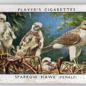 SPARROW HAWK 1937 Player Birds e seu jovem cartão de cigarro nº 20