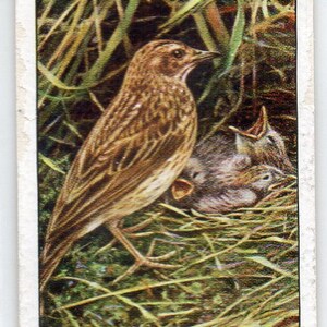 TREE PIPIT 1937 Player Birds e seu jovem cartão de cigarro # 30