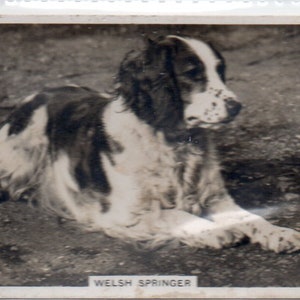 WELSH SPRINGER 1939 Senior Service Dogs #3 Cigarette Card