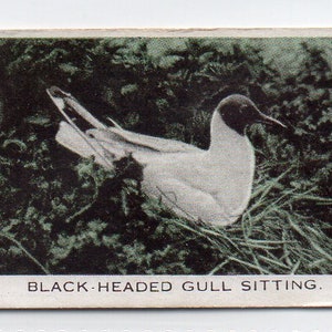 BLACK HEADED GULL 1935 Baldric Wild Birds at Home #31 Cigarette Card