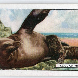 SEA LION 1937 Gallaher Wild Animals #11 Cigarette Card