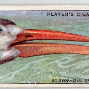 SCISSOR-BILL/SKIMMER 1929 Jogador Curioso Beaks #40 Cartão de Cigarro