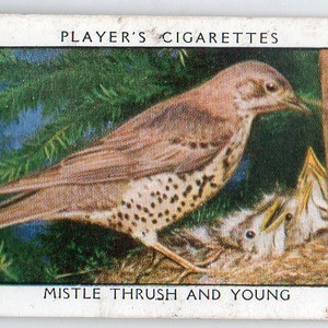 MISTLE THRUSH 1932 Jugador Wild Birds #38 Tarjeta de Cigarrillo