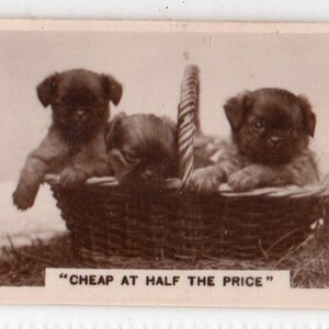Puede incluir: Tres pequeños cachorros marrones se sientan en una cesta de mimbre. La cesta está sobre un lecho de paja. La imagen está en blanco y negro y tiene el texto "CHEAP AT HALF THE PRICE" en la parte inferior.