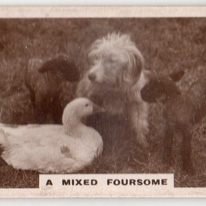 Puede incluir: Una fotografía vintage en blanco y negro de un grupo mixto, que incluye un ganso, dos ovejas y un perro. Los animales están todos sentados o tumbados en un campo de hierba.