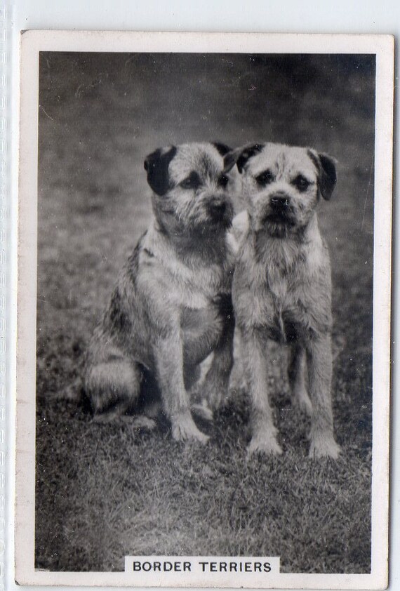 BORDER TERRIERS 1939 Senior Service Dogs #22 Cigarette Card