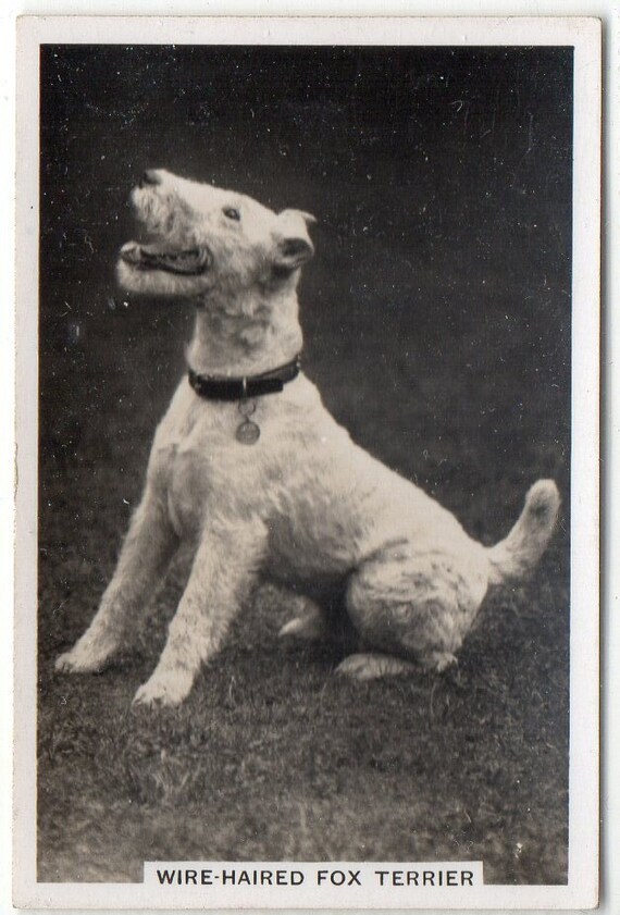 senior service cigarette cards dogs WiRE-HAIRED FOX TERRIER 1939 Senior Service Dogs #25 Cigarette Card