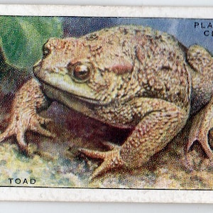 COMMON TOAD 1939 Player Animals of the Countryside #49 Cigarette Card