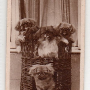 Puede incluir: Cuatro perros Pekineses marrones están sentados en una cesta de mimbre. La cesta está sobre una alfombra con flecos. La leyenda "DOORS CLOSED" está impresa debajo de la cesta.