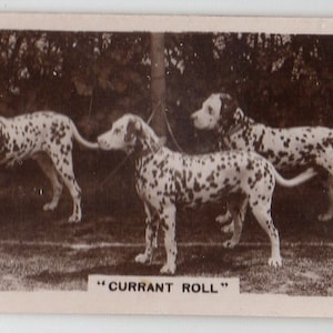 Puede incluir: Una fotografía vintage en blanco y negro de tres dálmatas. Los perros están de pie en un área cubierta de hierba y miran a la cámara. La leyenda "Currant Roll" está impresa debajo de la imagen.
