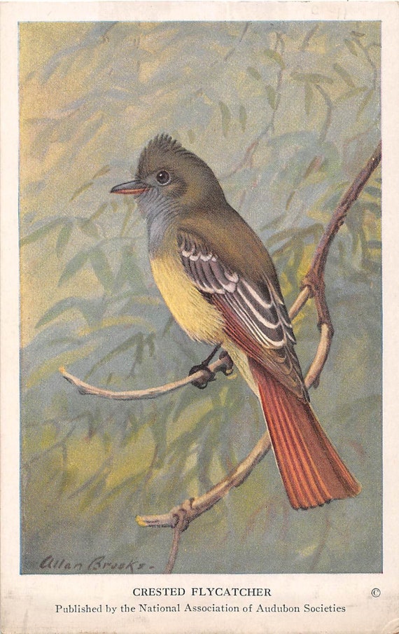 CRESTED FLYCATCHER Vintage C.1939 Audubon Societies Summer Birds